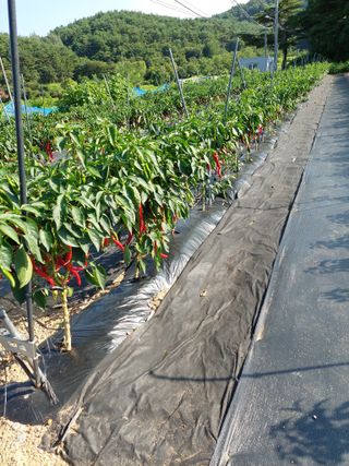 최영길님의 고추 · 영농일지 작성글 사진