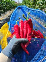 팜모닝 고추·영농일지 게시글 이미지