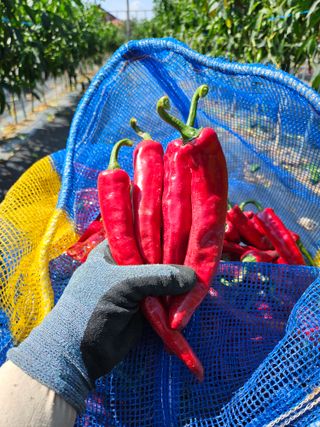 아이농장님의 고추 · 영농일지 작성글 사진