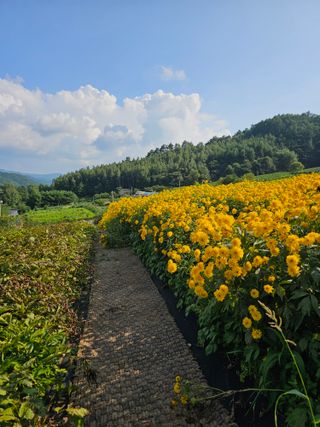 홍천산채농원님의 자유주제 · 자유게시판 작성글 사진