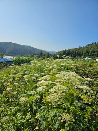 홍천산채농원님의 자유주제 · 자유게시판 작성글 사진