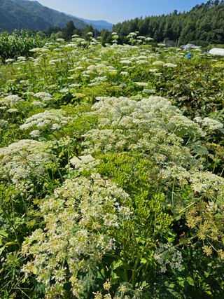 홍천산채농원님의 자유주제 · 자유게시판 작성글 사진