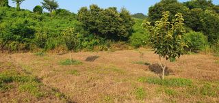 김영진님의 감 · 영농일지 작성글 사진