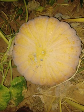 대구 바이오님의 자유주제 · 자유게시판 작성글 사진