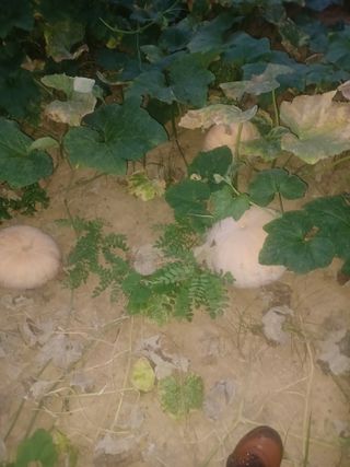 대구 바이오님의 자유주제 · 자유게시판 작성글 사진