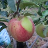 팜모닝 사과·영농일지 게시글 이미지