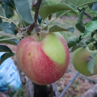 김미선님의 사과 · 영농일지 작성글 사진