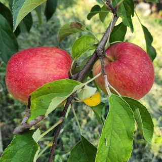 김미선님의 사과 · 영농일지 작성글 사진