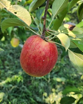 김미선님의 사과 · 영농일지 작성글 사진