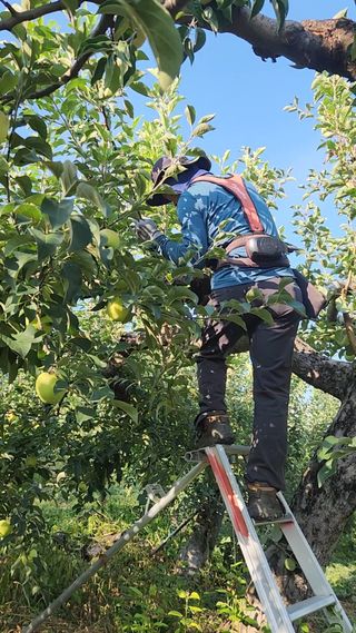 김미선님의 사과 · 영농일지 작성글 사진