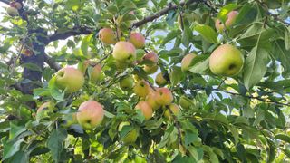 김미선님의 사과 · 영농일지 작성글 사진