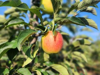 김미선님의 사과 · 영농일지 작성글 사진