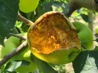 화성농원님의 사과 · 자연재해•동물피해 작성글 사진