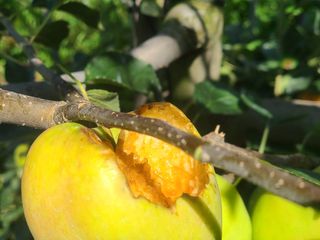 화성농원님의 사과 · 자연재해•동물피해 작성글 사진