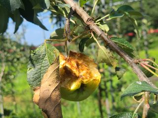 화성농원님의 사과 · 자연재해•동물피해 작성글 사진