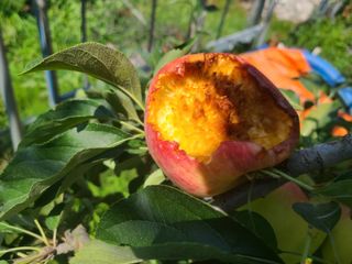 화성농원님의 사과 · 자연재해•동물피해 작성글 사진