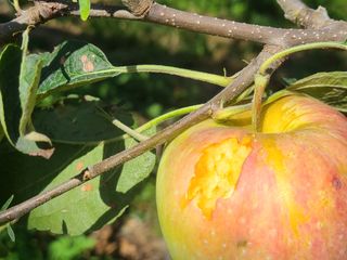 화성농원님의 사과 · 자연재해•동물피해 작성글 사진