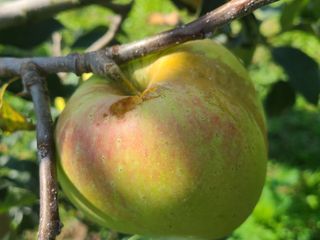 화성농원님의 사과 · 자연재해•동물피해 작성글 사진