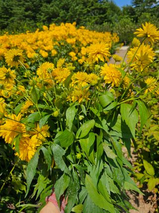 홍천산채농원님의 자유주제 · 자유게시판 작성글 사진