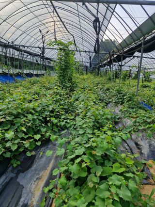 우정농원님의 포도 · 영농일지 작성글 사진