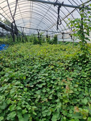 우정농원님의 포도 · 영농일지 작성글 사진