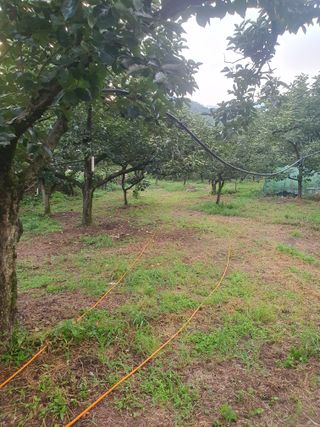 반시님의 감 · 영농일지 작성글 사진