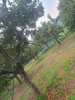 반시님의 감 · 영농일지 작성글 사진