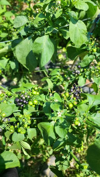 방촌대장님의 자유주제 · 자유게시판 작성글 사진