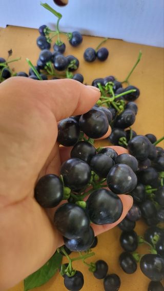 방촌대장님의 자유주제 · 자유게시판 작성글 사진