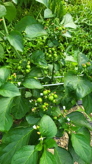 방촌대장님의 자유주제 · 자유게시판 작성글 사진