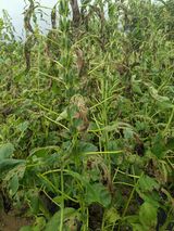 팜모닝 참깨·병해충상담 게시글 이미지