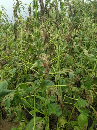 준형님의 참깨 · 병해충상담 작성글 사진