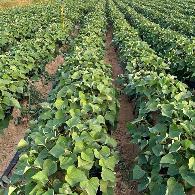 장터 상품 [햇 고구마. 완료] 썸네일