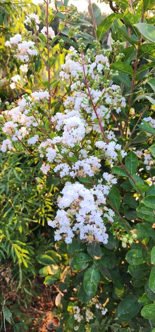 고추농사 정 미라님의 자유주제 · 자유게시판 작성글 사진