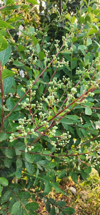 고추농사 정 미라님의 자유주제 · 자유게시판 작성글 사진