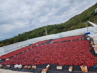 고추농사 정 미라님의 자유주제 · 자유게시판 작성글 사진