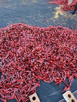 고추농사 정 미라님의 자유주제 · 자유게시판 작성글 사진