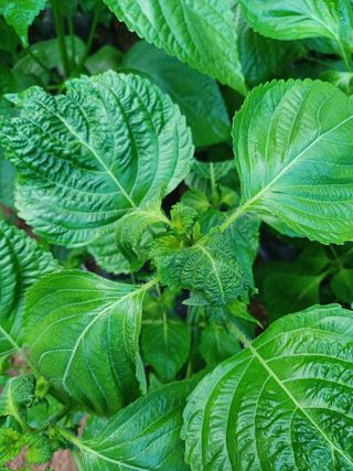 윤무섭님의 농사, 무엇이든 물어보세요! · 참여글 작성글 사진