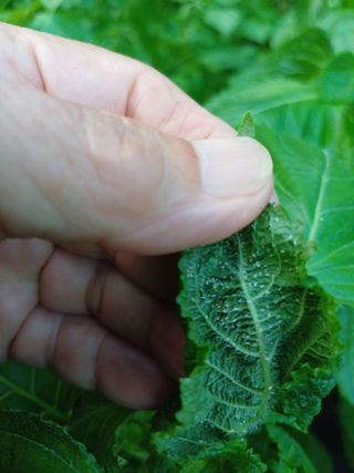 윤무섭님의 농사, 무엇이든 물어보세요! · 참여글 작성글 사진