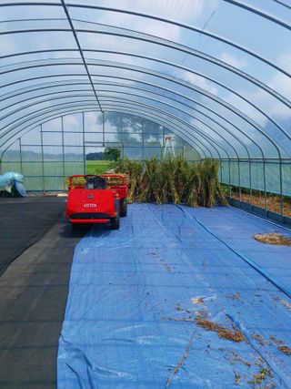 둥이농장(김준태)님의 참깨 · 영농일지 작성글 사진