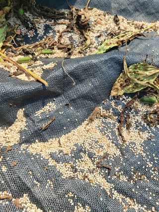 둥이농장(김준태)님의 참깨 · 영농일지 작성글 사진