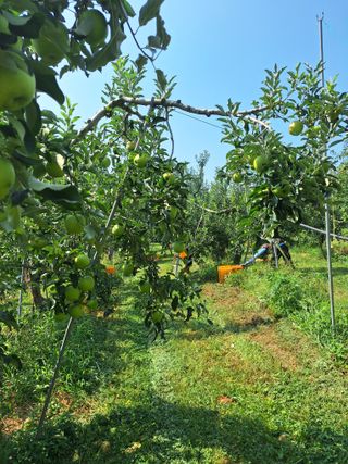최승국님의 사과 · 영농일지 작성글 사진