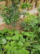 팜모닝 귤·영농일지 게시글 이미지