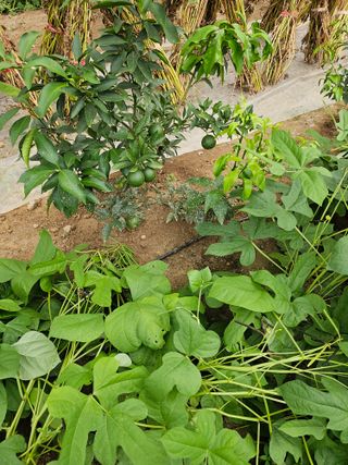 꿀벌과개미님의 귤 · 영농일지 작성글 사진