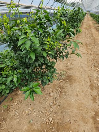 꿀벌과개미님의 귤 · 영농일지 작성글 사진