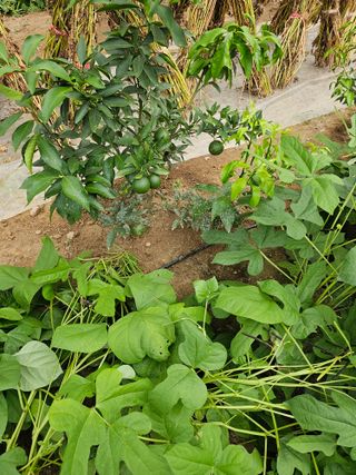 꿀벌과개미님의 귤 · 영농일지 작성글 사진