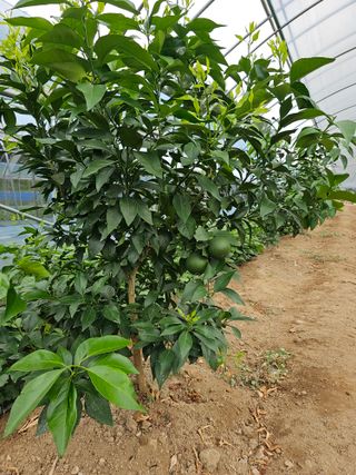 꿀벌과개미님의 귤 · 영농일지 작성글 사진