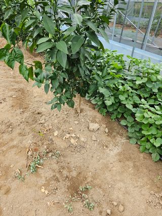 꿀벌과개미님의 귤 · 영농일지 작성글 사진