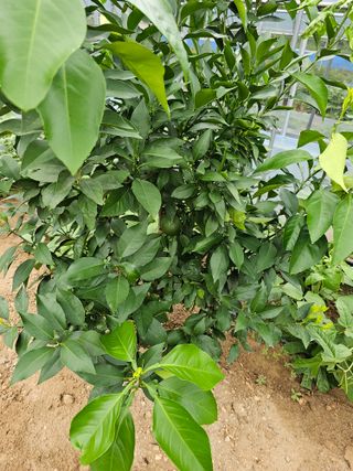 꿀벌과개미님의 귤 · 영농일지 작성글 사진