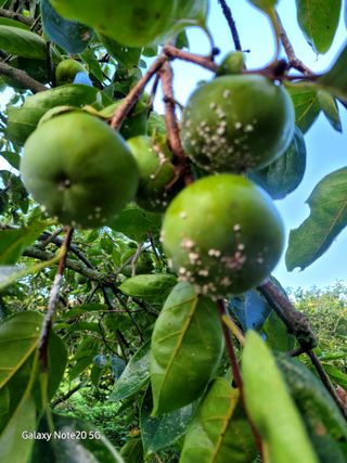 한상춘님의 농사, 무엇이든 물어보세요! · 참여글 작성글 사진